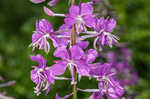 Fireweed